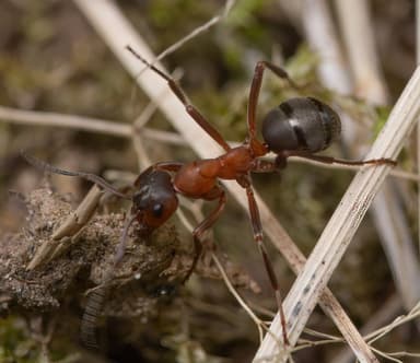 Formica sanguinea photo 10