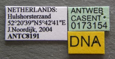 Formica sanguinea photo 16