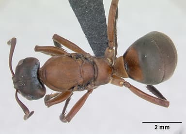 Formica sanguinea — queen photo 17