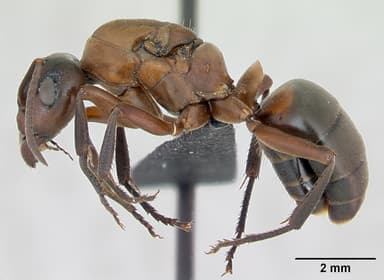 Formica sanguinea — queen photo 18