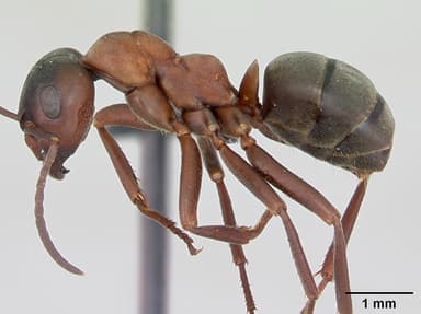 Formica sanguinea — queen photo 20