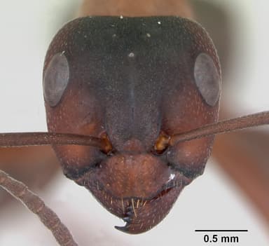 Formica sanguinea — queen photo 22
