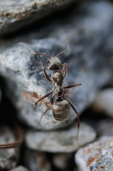 Formica selysi photo 2
