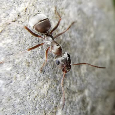 Formica selysi photo 6