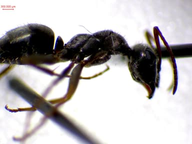 Formica selysi photo 7