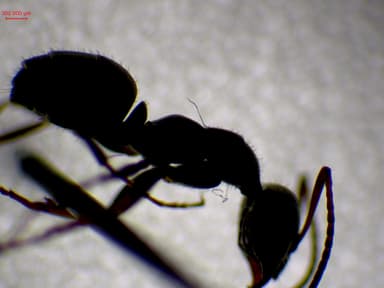 Formica selysi photo 8