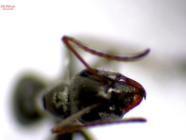 Formica selysi photo 10