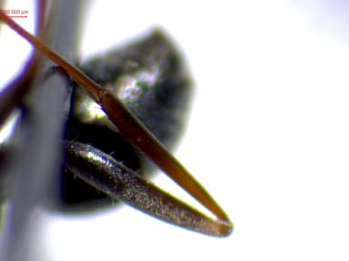 Formica selysi photo 11