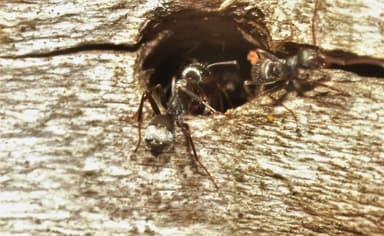 Formica selysi photo 29
