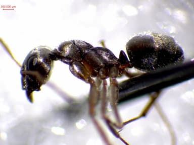 Formica selysi photo 31