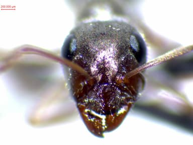 Formica selysi photo 33