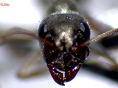 Formica selysi photo 34