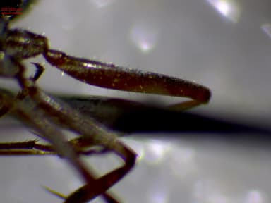 Formica selysi photo 35