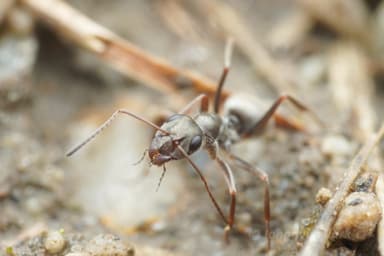 Formica selysi photo 37