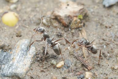 Formica selysi photo 38