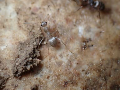 Formica selysi photo 41