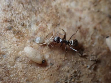 Formica selysi photo 43