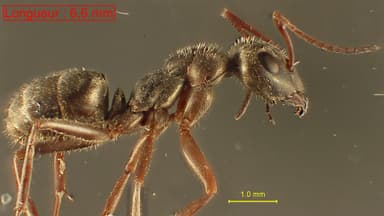 Formica selysi photo 46