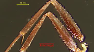 Formica selysi photo 47