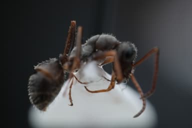 Formica selysi photo 56