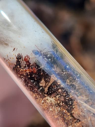 Formica subaenescens — colony photo 8