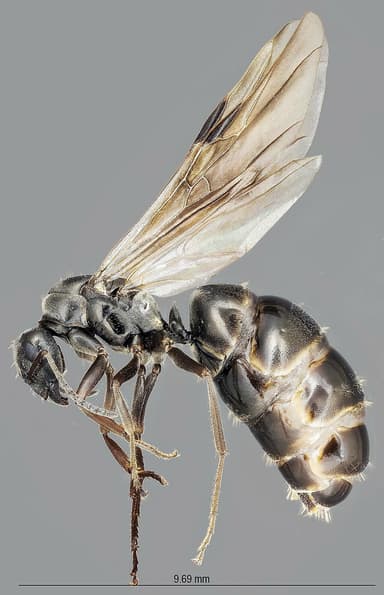 Formica subaenescens photo 9