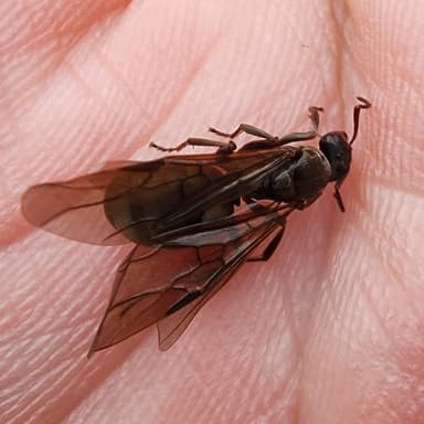 Formica subaenescens photo 10