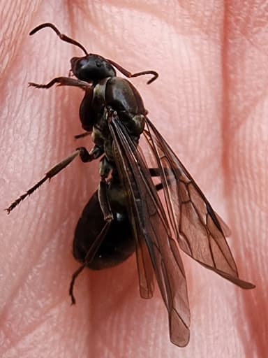 Formica subaenescens photo 11