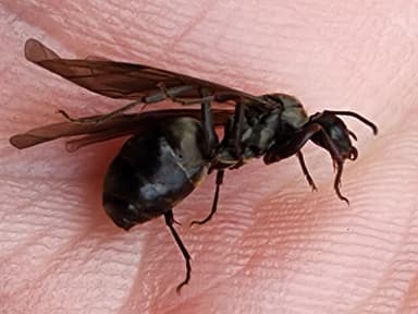 Formica subaenescens photo 12