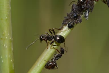 Formica subaenescens photo 13