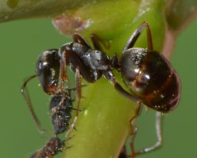 Formica subaenescens photo 14