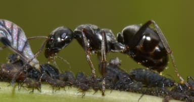 Formica subaenescens photo 15