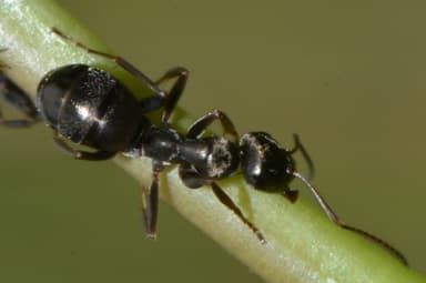 Formica subaenescens photo 16