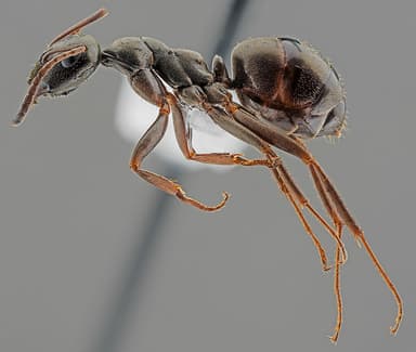 Formica subaenescens photo 17