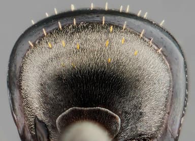 Formica subaenescens photo 18