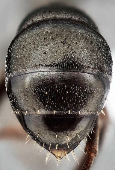 Formica subaenescens photo 19
