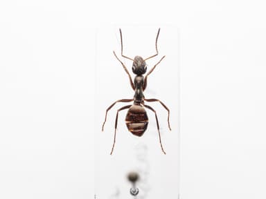 Formica subaenescens photo 20