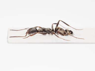 Formica subaenescens photo 21