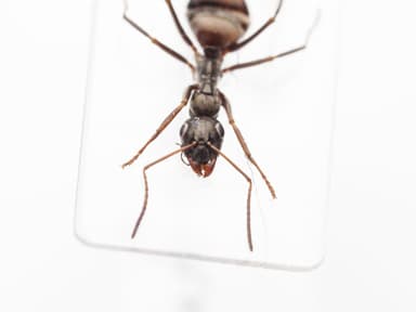 Formica subaenescens photo 22