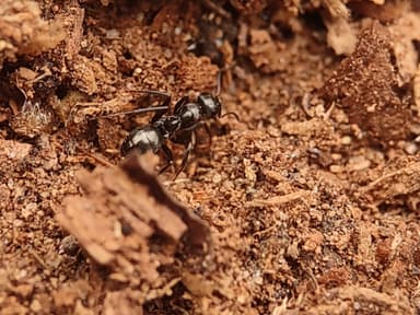 Formica subaenescens — colony photo 23