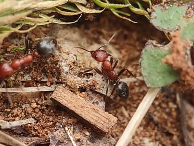 Formica subaenescens — colony photo 24