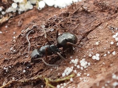 Formica subaenescens photo 25