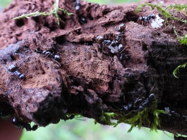 Formica subaenescens photo 26