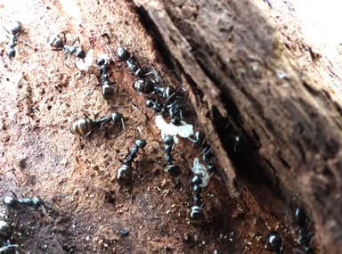 Formica subaenescens photo 27