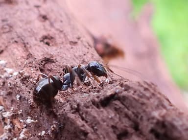 Formica subaenescens photo 28