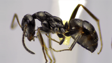 Formica subaenescens — queen photo 29