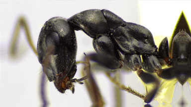 Formica subaenescens — queen photo 30