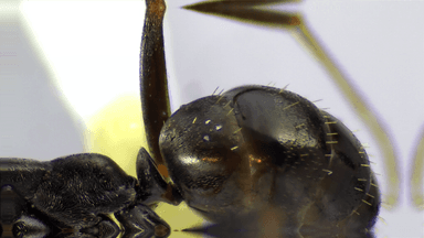 Formica subaenescens — queen photo 31