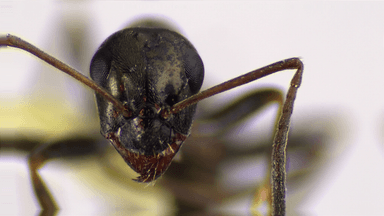Formica subaenescens — queen photo 32