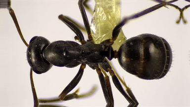 Formica subaenescens — queen photo 33